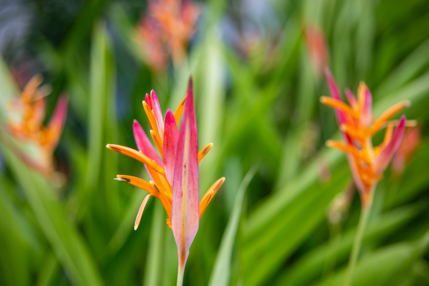 Flower 3